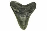 Serrated, Fossil Megalodon Tooth - North Carolina #378010-1